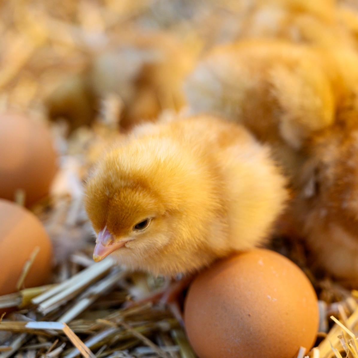 Innovation Leadership - Mary van Hoek-Hendriks