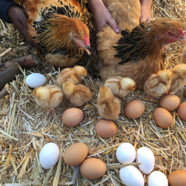 Innovation Programs - Mary van Hoek-Hendriks